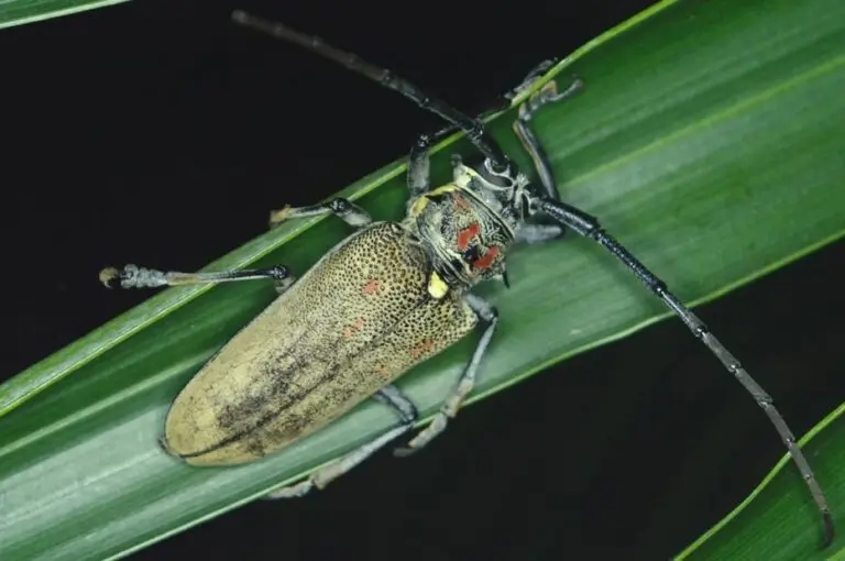 An adult mango tree borer on a leaf