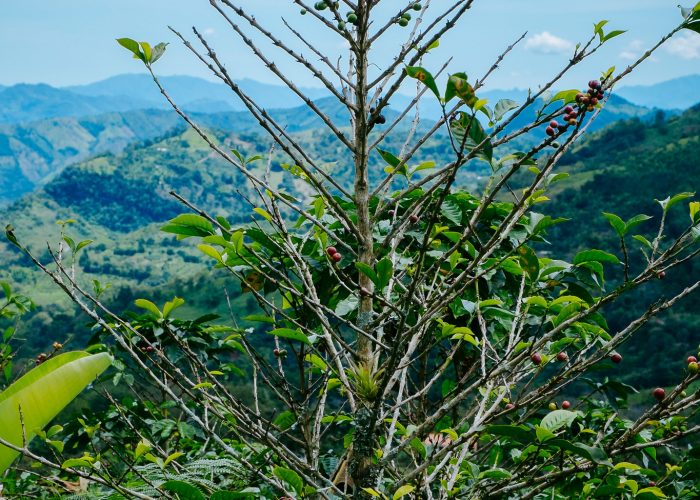 A coffee tree that has been almost completely defoliated by the coffee rust fungus