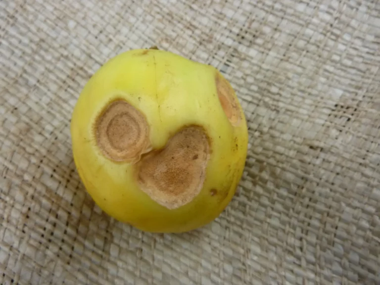 Anthracnose on an aubergine with noticeable, large brown lesions