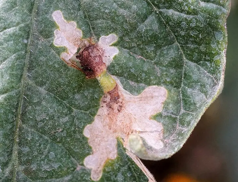 Close-up picture showing damage from Tuta absoluta larvae, which has eaten the leaf of a tomato plant