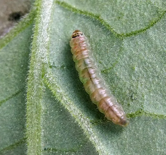 A Tuta absoluta larva showing the green and pink as it develops