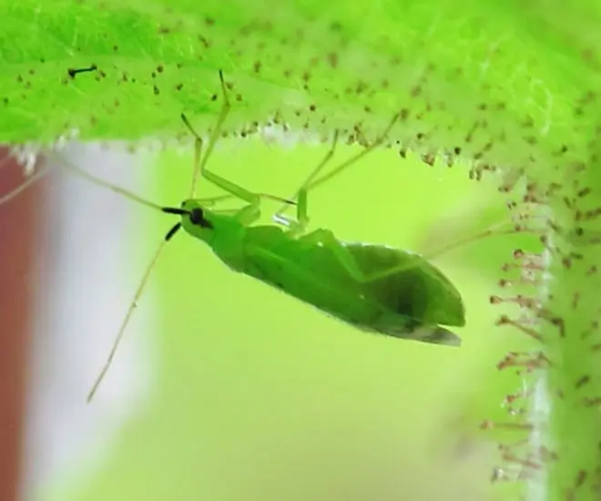 A Macrolophus pygmaeus, a natural enemy of Tuta absoluta