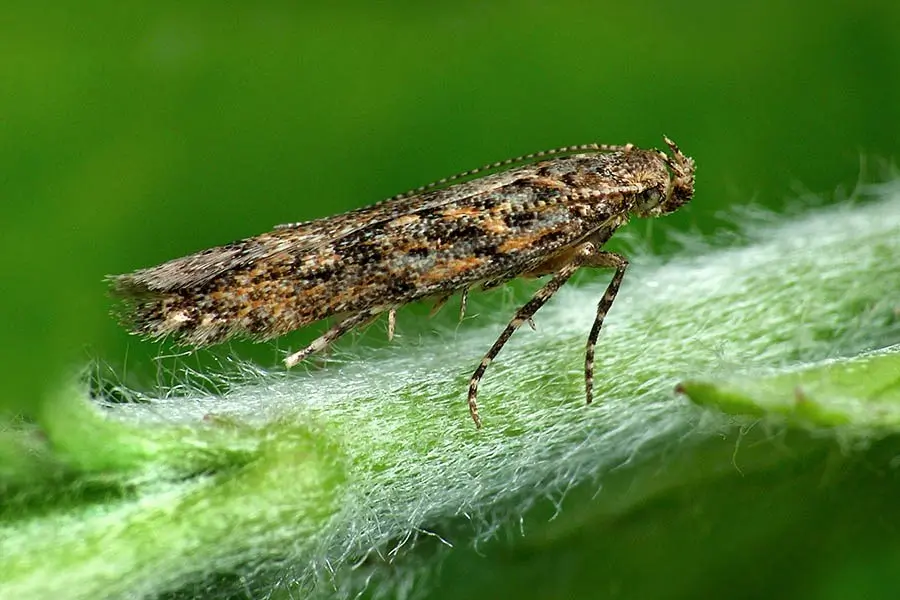 A close-up of an adult Tuta absoluta moth on a leaf