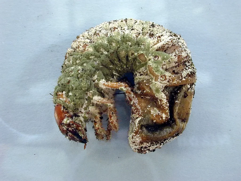 Close-up of a greyback beetle, killed by Biocane, a biopesticides developed by CSIRO.