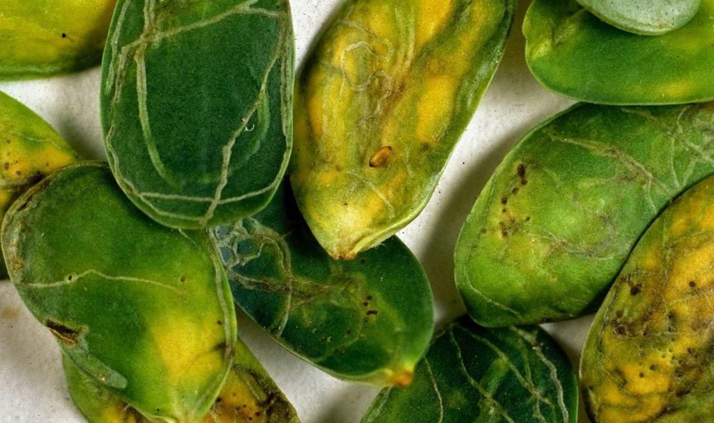 Late stage of beanfly leaf burrowing