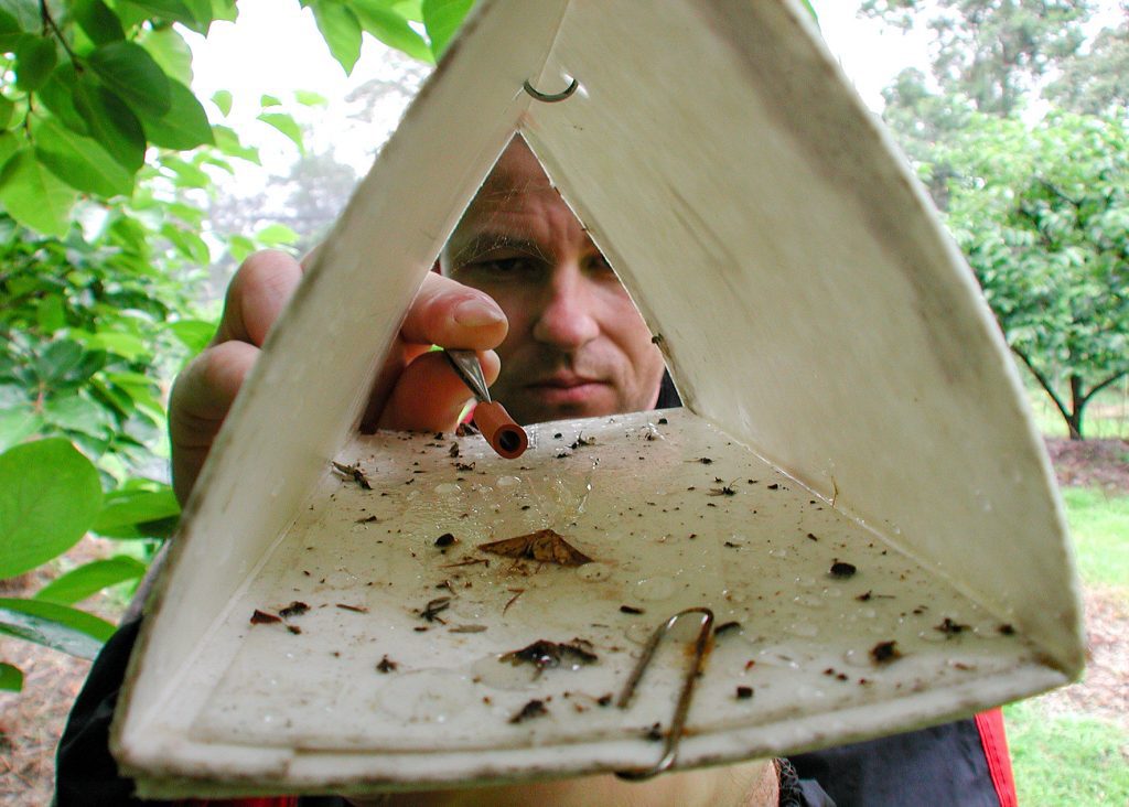 Pheromone trap in an orchard made from a milk carton coated in a sticky substance