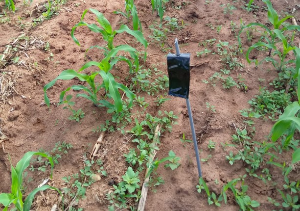 A PherogenTM pheromones dispenser