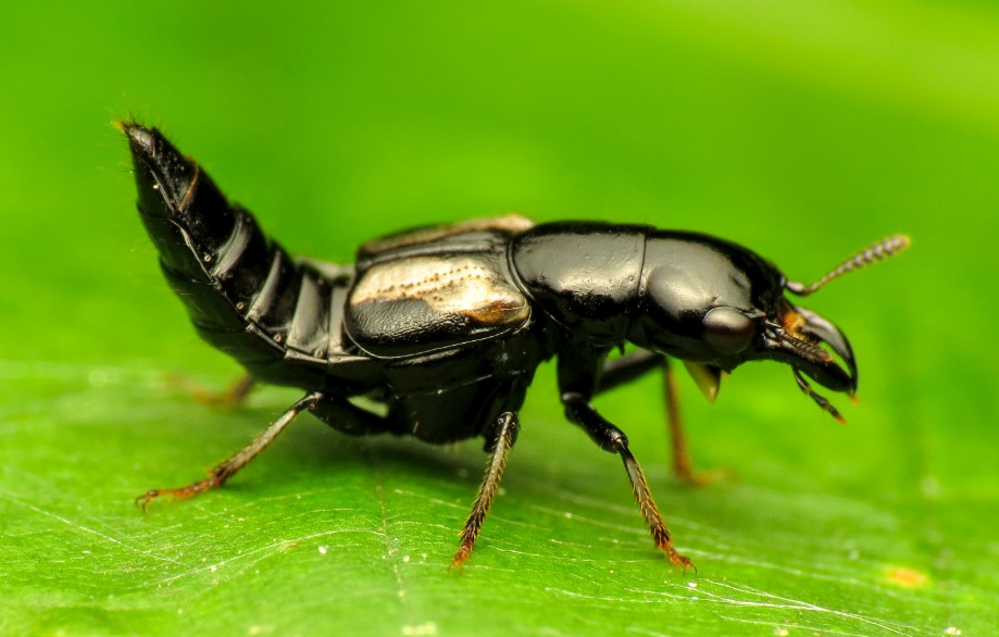 Close-up image of an adult rove beetle, a natural enemy, on a plant leaf.