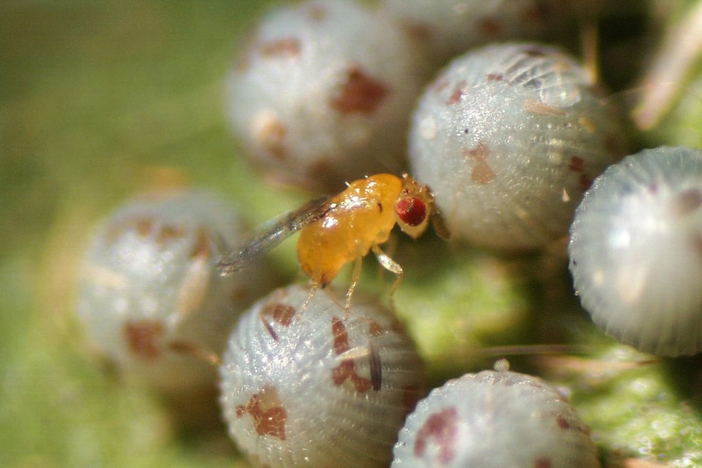 A parasitoid (Trichogramma dendroliti) female on a armyworm (Noctuidae) egg