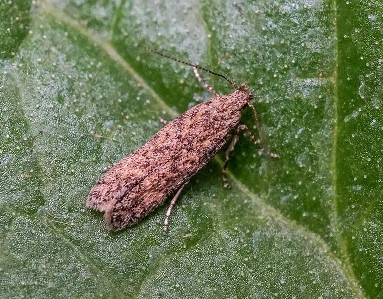 Close-up of an adult Tuta absoluta moth, on a leaf