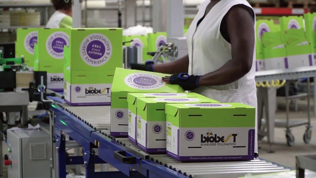 'Biobest Bumblebee Pollination' being packaged 