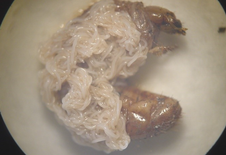Close up of a insect covered in tiny white worms called nematodes