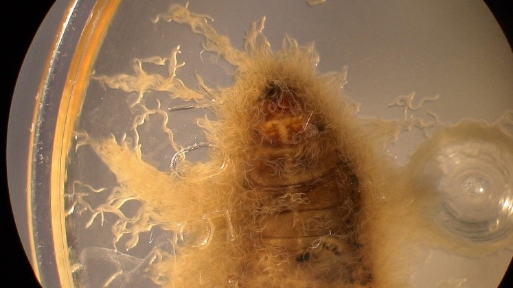 Infective juvenile entomopathogenic larvae emerging from an insect cadaver.