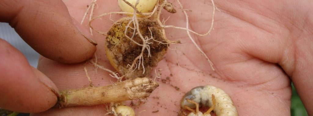 A White grub, a soil dwelling insect pest