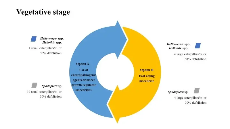A graph showing the Vegetative stage.