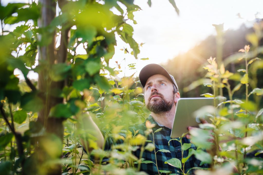 A farmer inspecting his crop while holding a tablet