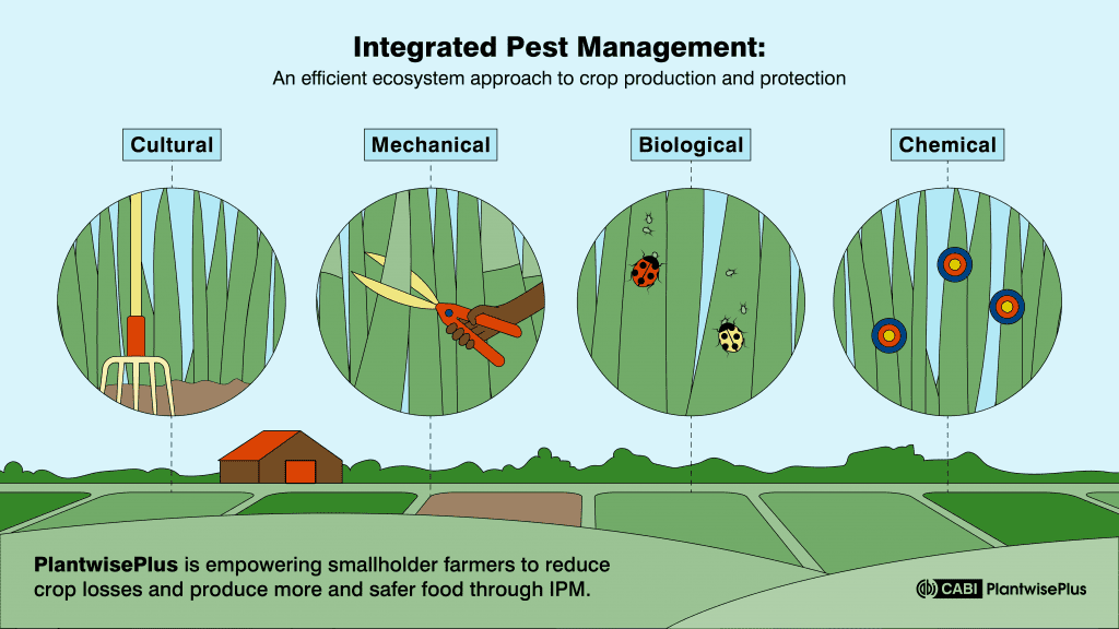 Image shows 4 different strategies included in Integrated Pest Management (IPM). Cultural, Mechanical, Biological and Chemical