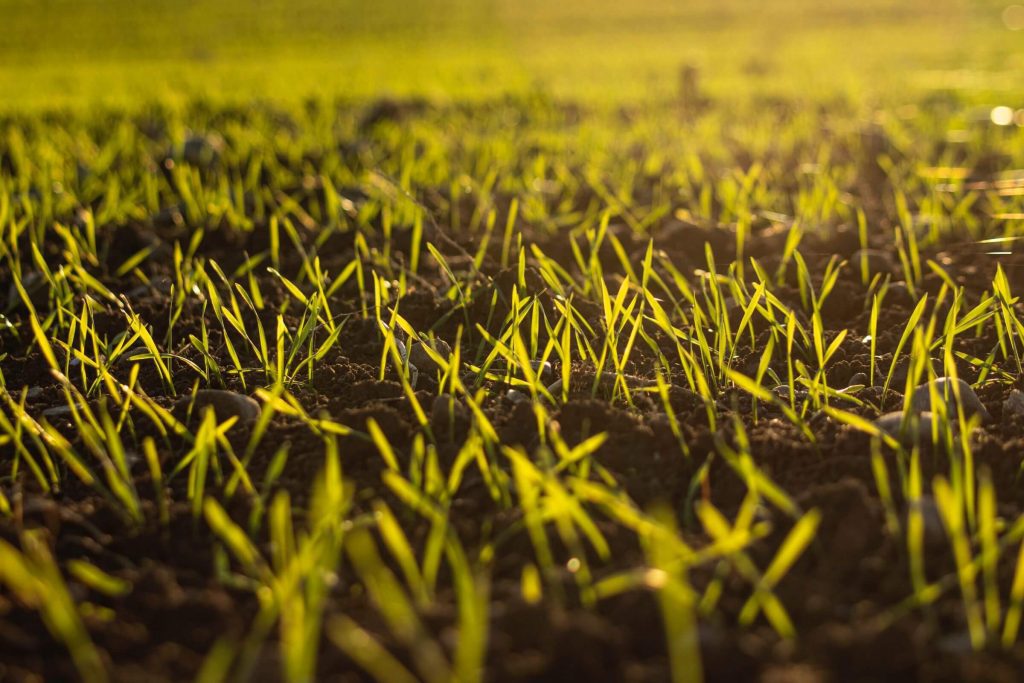 A close-up of some grain sprouts growing in the soil. 