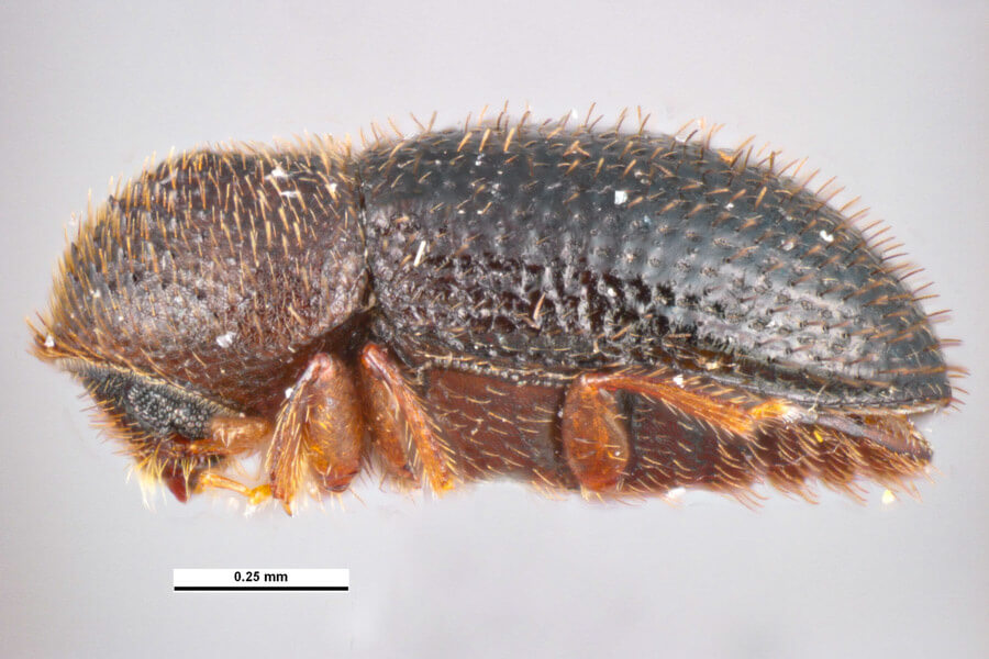 A museum specimen of an adult coffee berry borer