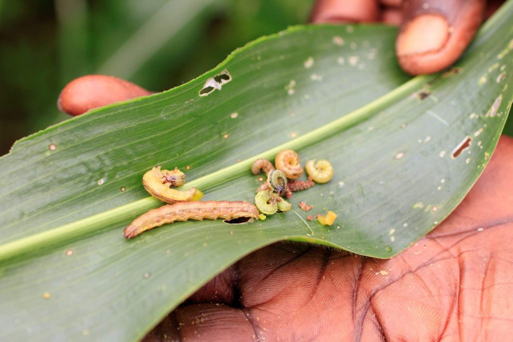 Maize leaf with larvae of the fall armyworm