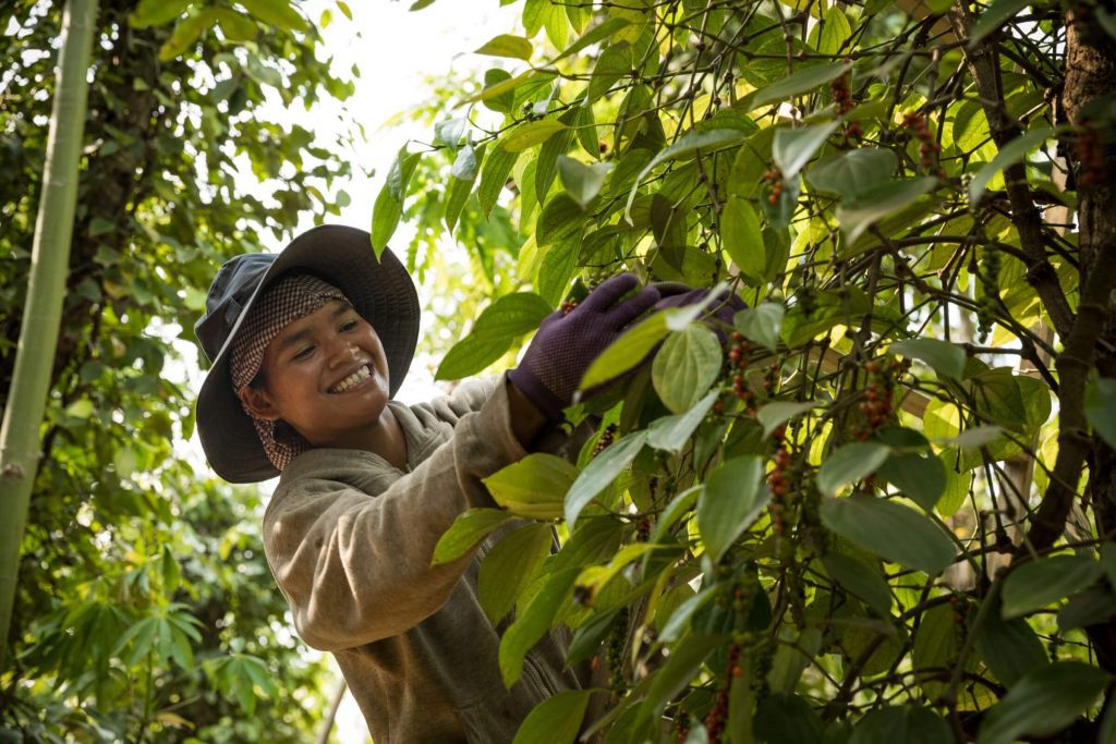 A farmer harvesting peppercorn in the field in Malaysia