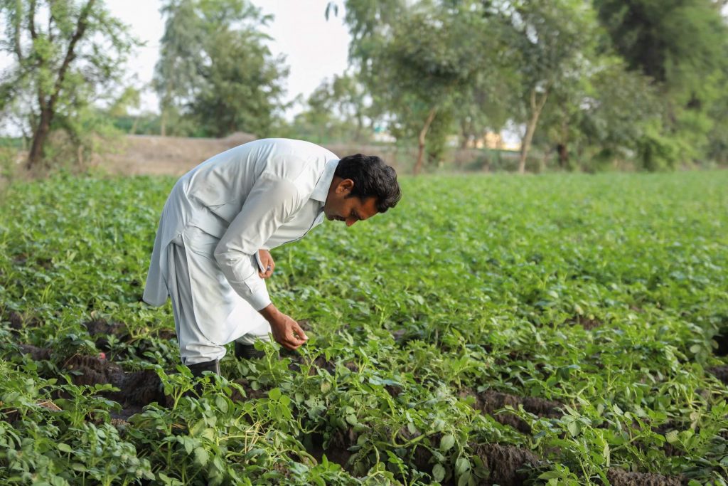 A farmer scouting his crop for pests and diseases