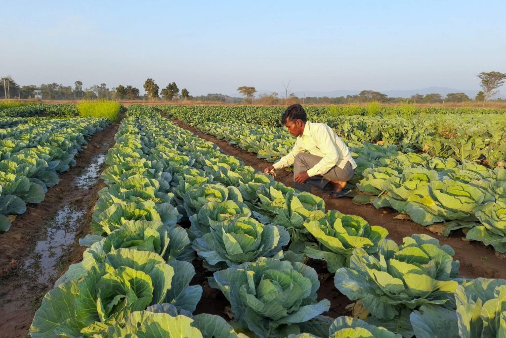 A farmer scouting his cabbage field for pests