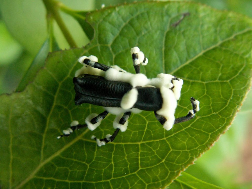 An insect pest, with signs of a fungus infection caused by a fungal biopesticide.