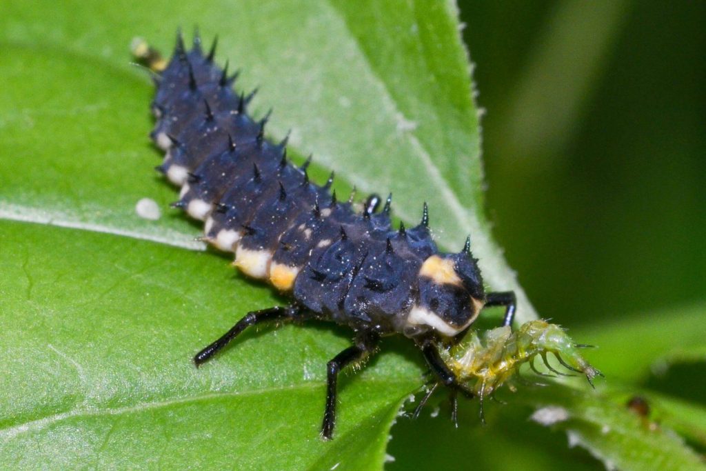 Predatory insect (ladybug larva) eating an aphid