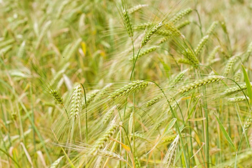 A close-up of wheat in a field
