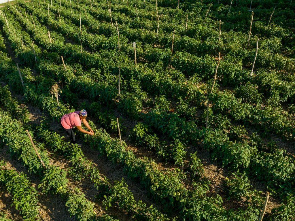 A farmer in a tomato field looking at the crop plants.