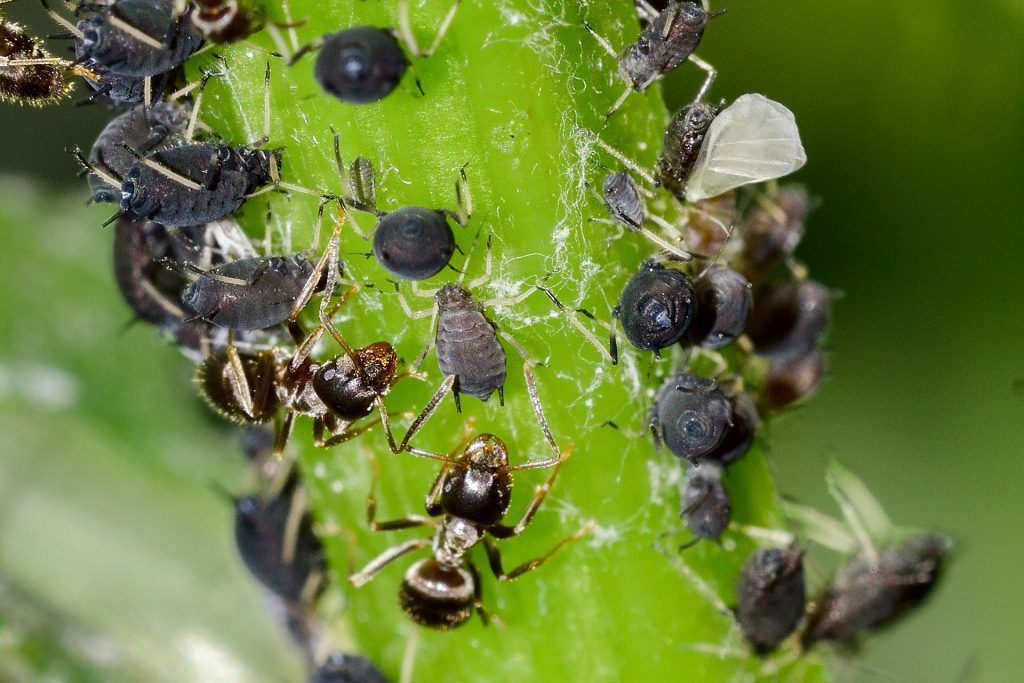 A close up shot of aphids with ants on a stem of a plant