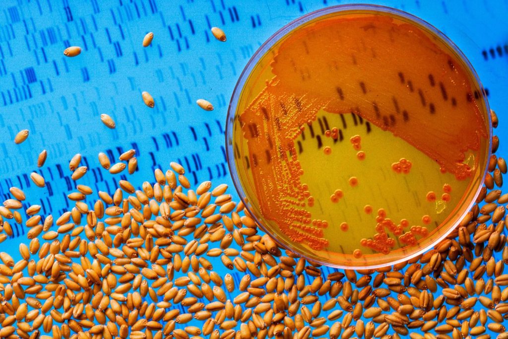 Wheat seeds treated with bacteria and a petri dish colonized by the same bacteria.