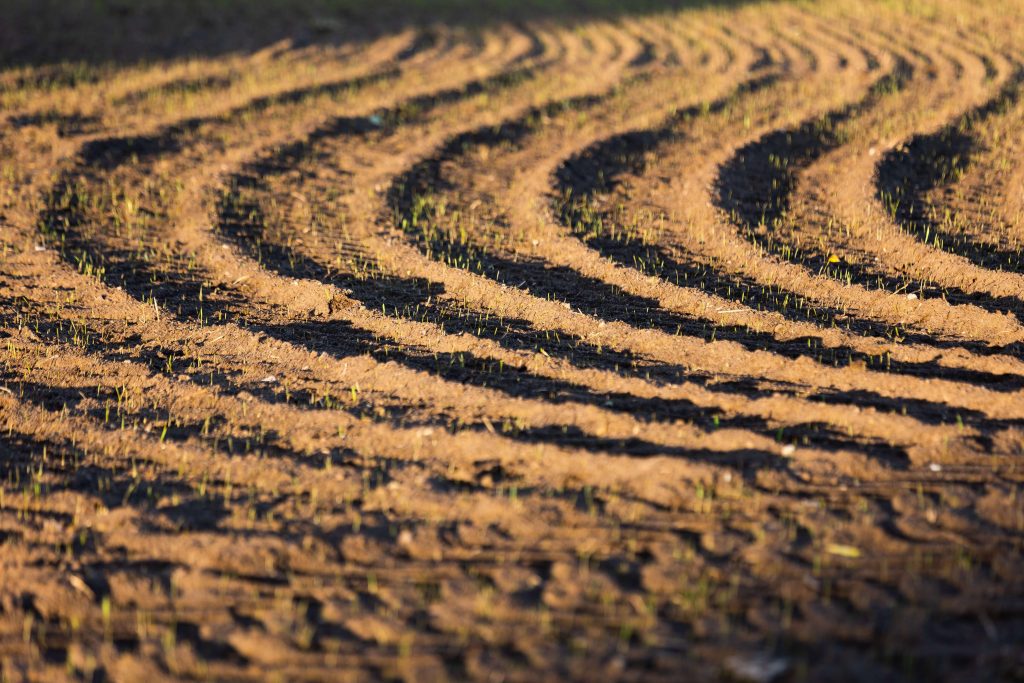 Close-up of sprouts coming out of a freshly ploughed field
