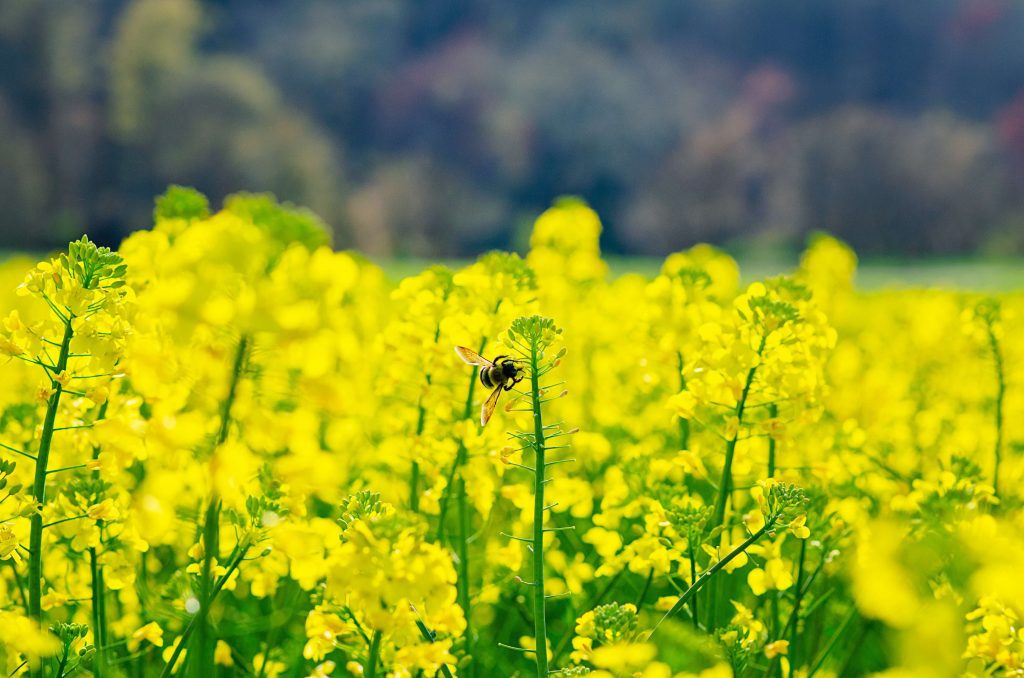 An pollinator on yellow flowers of Brassica plants