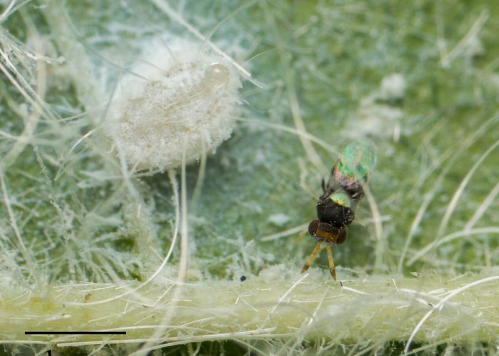 A macrobial parasitoid (Encarsia noyesi) called a giant whitefly