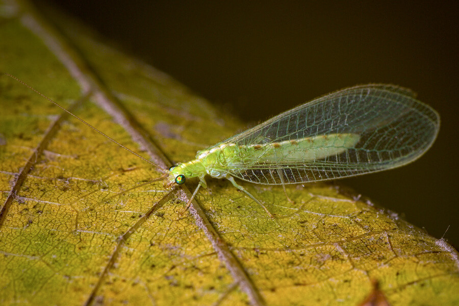 An adult predator macrobial biocontrol, Chrysoperla carnea