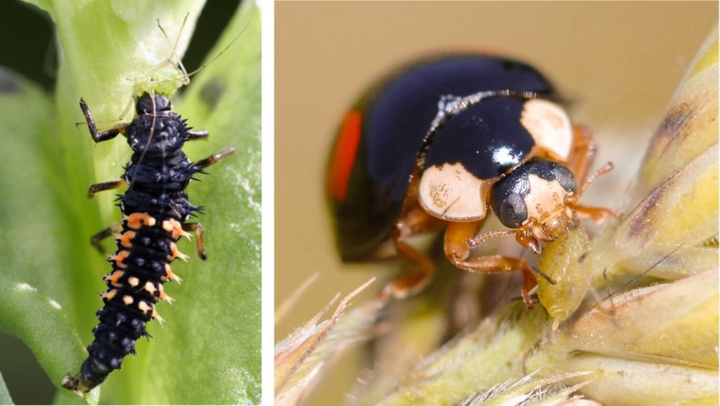 2 images of macrobial in biocontrol. Left: Immature life stage ladybird. Right: Fully-grown ladybird eating a pest.