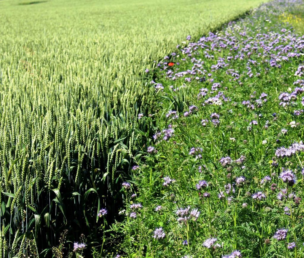 A wheat field next to a flowering border that can attract and feed natural enemies and pollinators