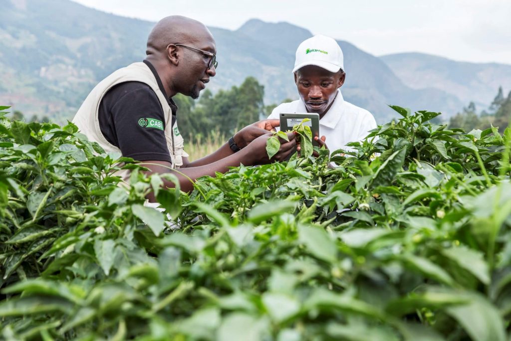 Agricultural advisor consulting with farmer over capsicum crops 