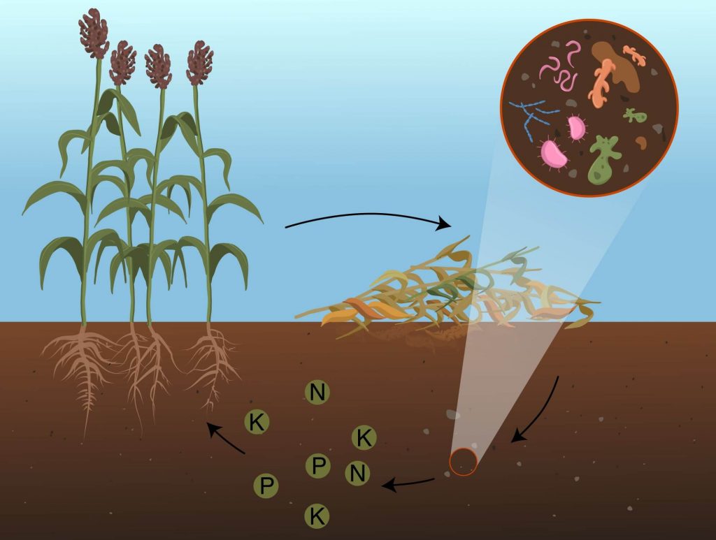 Illustration showing the nutrient cycle