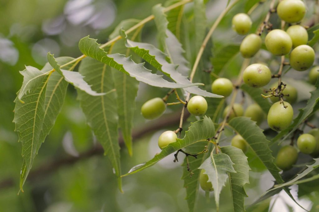A close-up of leaves and fruit of the neem tree
