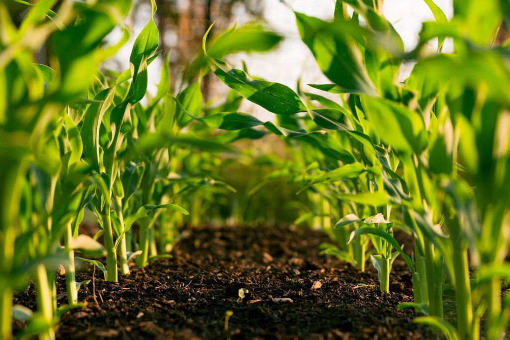 Close of soil where young maize plants are growing