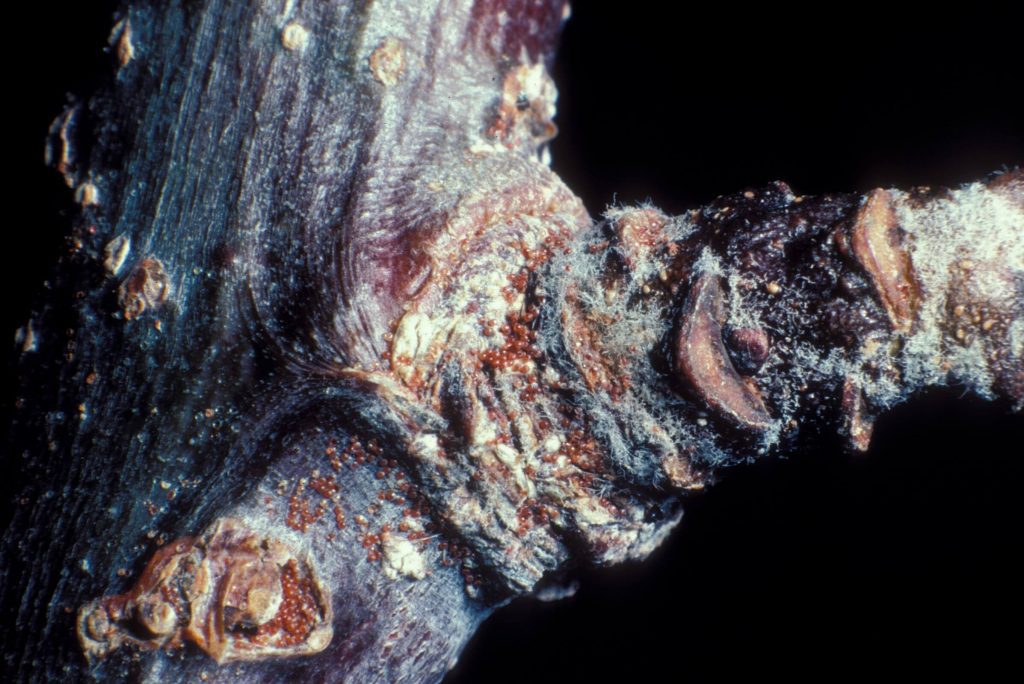 Eggs of the European red mites on the bark of an apple tree