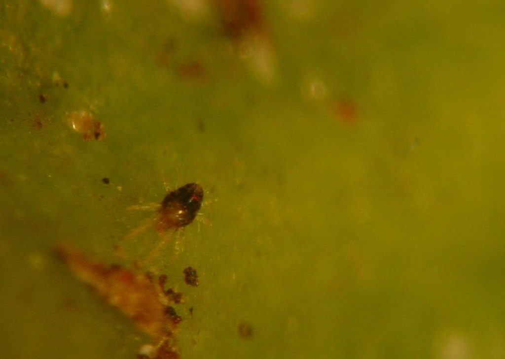 A close-up of a southern red mite on a leaf