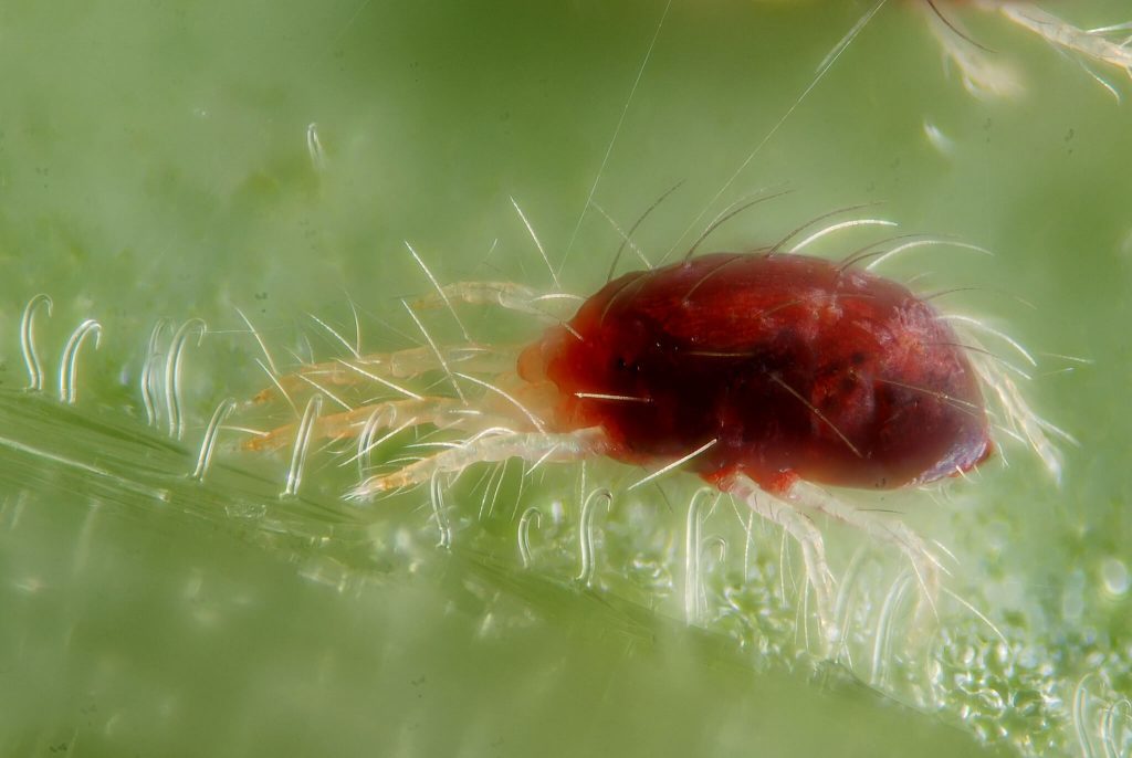 Close up of a red spider mite Tetrynchus urticae