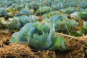 A close-up shot of cabbage plants growing in soil.