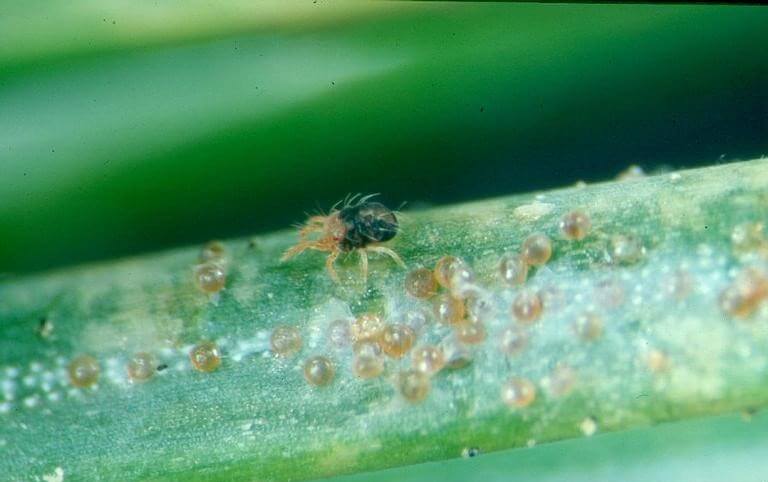 A close-up of a spruce spider mite (Oligonychus ununguis) with eggs on spruce needle