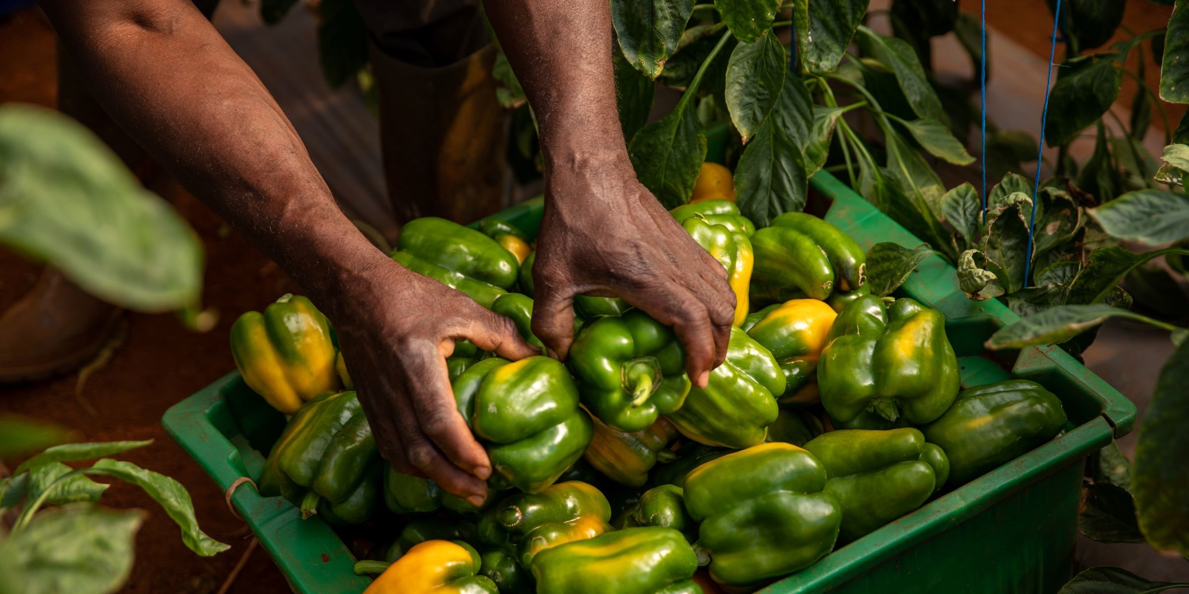 A box filled of green and yellow bell peppers
