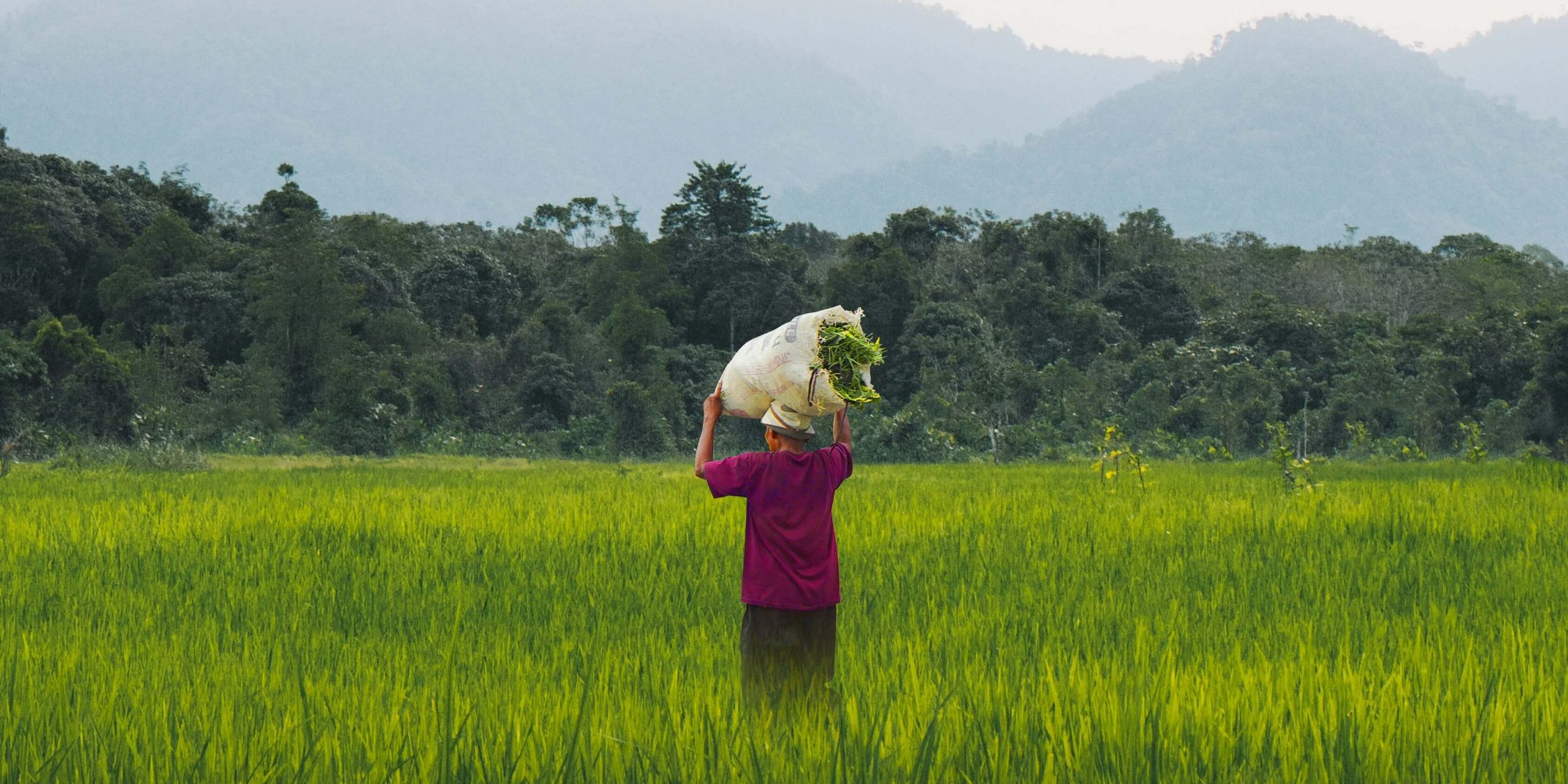 A farmer carrying a sack in a rice field
